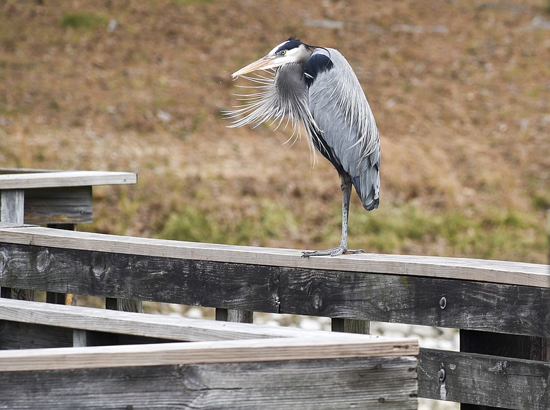 Staff File Photo by Tim Barber / Greet the first sunrise of the new decade on a sunrise hike at Booker T. Washington State Park in Harrison on Wednesday, Jan. 1. Participants should keep an eye out for wetlands fowl like this blue heron sitting on a park pier.