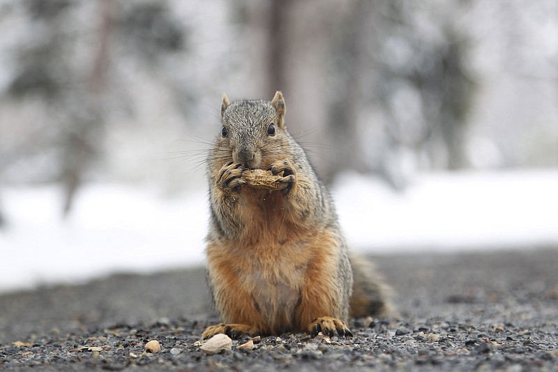 AP file photo by David Zalubowski
