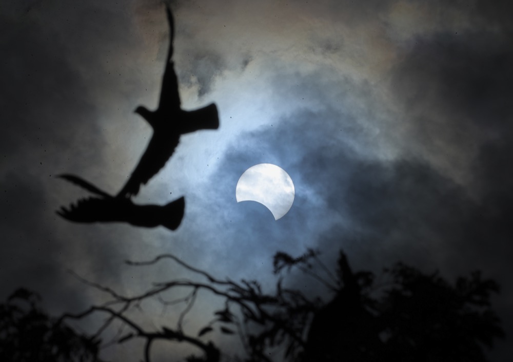 Birds fly past a partial solar eclipse in Hyderabad, India, Thursday, Dec. 26, 2019. (AP Photo/Mahesh Kumar A.)
