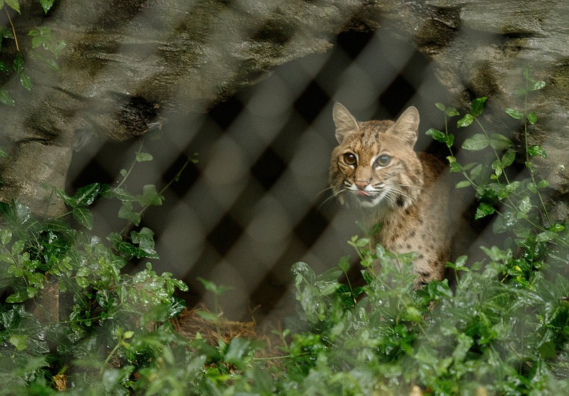 Staff photo by Doug Strickland / Evi the bobcat is seen in her enclosure at Reflection Riding Arboretum and Nature Center on Tuesday, June 18, 2019, in Chattanooga, Tenn.