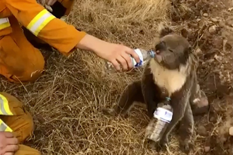 FILE - In this image made from video taken on Dec. 22, 2019, and provided by Oakbank Balhannah CFS, a koala drinks water from a bottle given by a firefighter in Cudlee Creek, South Australia. Thousands of koalas are feared to have died in a wildfire-ravaged area north of Sydney, further diminishing Australia's iconic marsupial, while the fire danger accelerated Saturday, Dec. 28, 2019 in the country's east as temperatures soared. (Oakbank Balhannah CFS via AP, File)