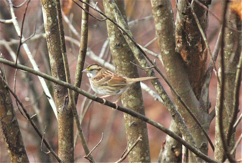 The unassuming white-throated sparrow is well camouflaged in its preferred brushy habitat. / Photo by Alex Vargas