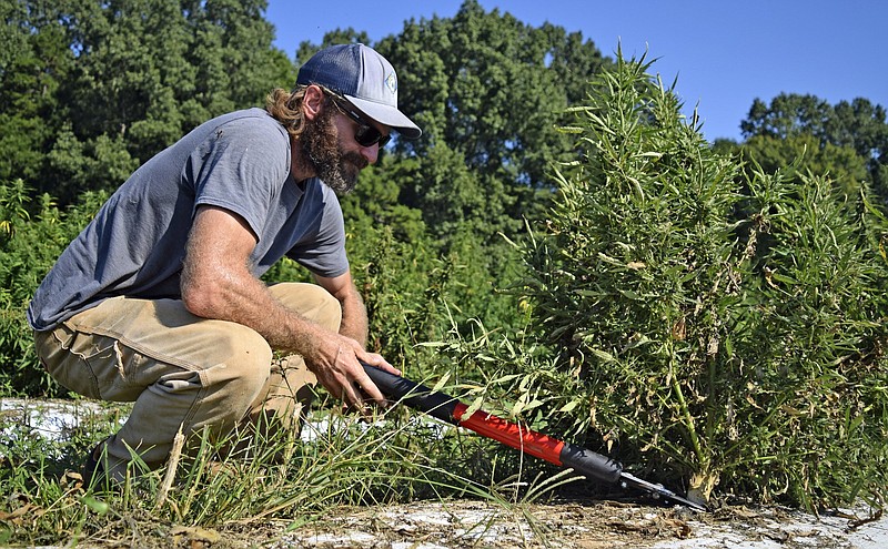 Staff Photo by Robin Rudd/ Jimmy Schwartz uses a pruner to harvest plants at Haygood Farms, in Marion County, Tennessee. Farmers there harvested their hemp crop in September.