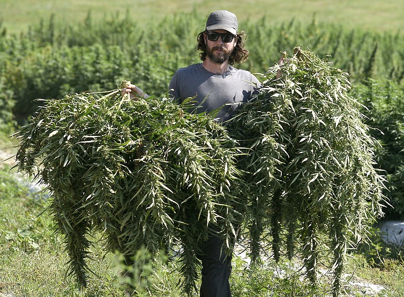 Staff Photo by Robin Rudd/ Blake Harris harvests hemp on the land where his grandfather once grew, corn, soybeans and tobacco. 