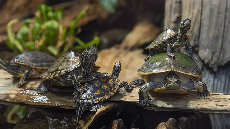 Photo by Casey Phillips/Tennessee Aquarium / A variety of freshwater turtle species found in the Tennessee Aquarium's Mississippi Delta Country gallery crawl on a log.