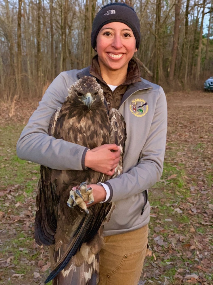 In this photo provided by the Alabama Department of Conservation and Natural Resources, department wildlife biologist Mercedes Bartkovich holds a golden eagle dubbed Keeton, after he was tagged with a cellular data transmitted at the Oakmulgee Wildife Management Area on Jan. 24, 2019. Keeton is among five eagles that winter in Alabama and have been fitted wtih such transmitters so biologists can see their migration routes and their breeding areas and wintering areas. (Michael Lanzone and Tricia Miller/Courtesy of Alabama Department of Conservation and Natural Resources via AP)