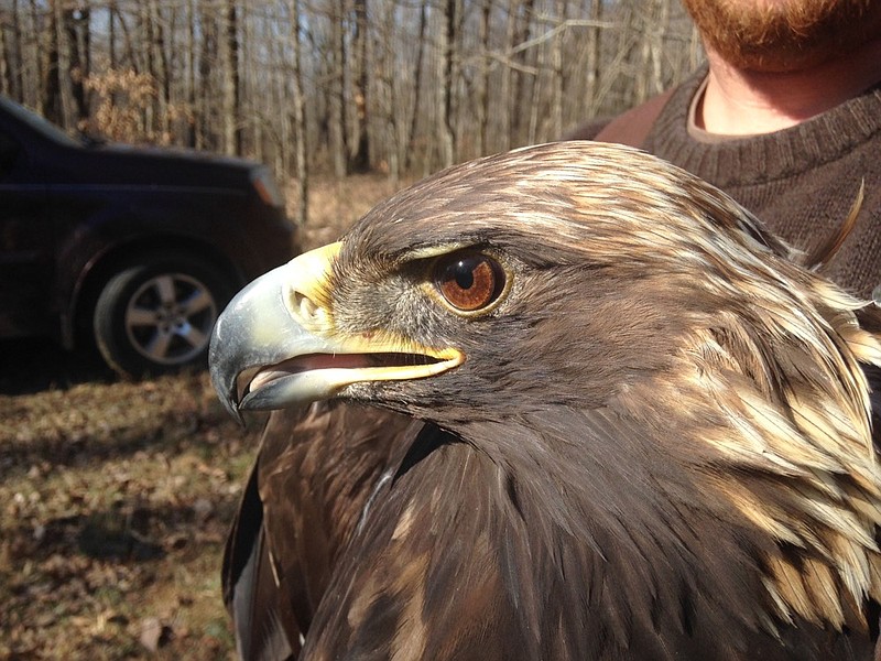 This photo provided by the Alabama Department of Conservation and Natural Resources shows a female golden eagle dubbed Natchez at Freedom Hills Wildlife Management Area on February 14, 2015. Natchez is among five golden eagles fitted wtih cellular data transmitters at their wintering grounds in Alabama so biologists can see their migration paths and the areas where they breed and where they spend the winters. (Alabama Department of Conservation and Natural Resources via AP)