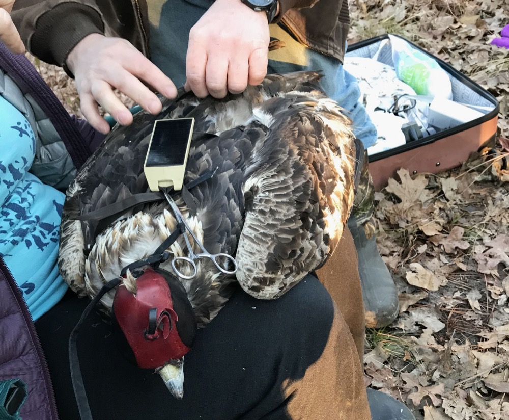 This photo provided by the Alabama Department of Conservation and Natural Resources, shows a golden eagle dubbed "Keeton" being tagged with a cellular tracking tag on Jan. 24, 2019, at the Oakmulgee Wildlife Management Area. The hood over his head keeps him calm enough to be tagged without sedation. Keeton was among the first golden eagles in Alabama to get tags about half the size of those used earlier. (Briana Stewart/Alabama Department of Conservation and Natural Resources via AP)