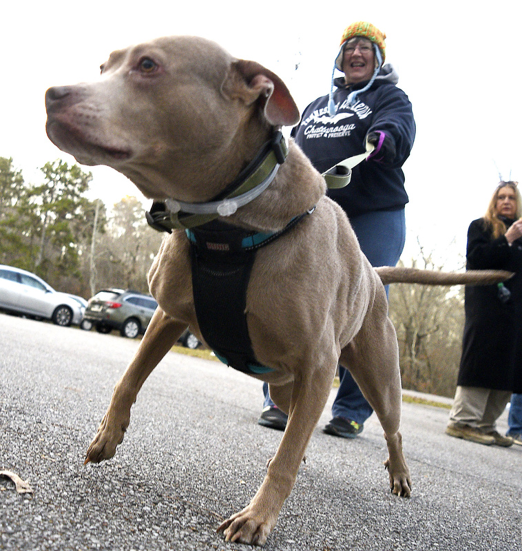 Staff Photo by Robin Rudd/   Orpheus strains at his leash as Penney Ledbetter holds him back before the hike.  Booker T. Washington State Park kicked off the new year and decade hosting a two-mile first day hike on January 1, 2020.
