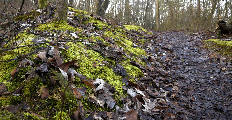 Staff Photo by Robin Rudd/   Moss grows along the path along the hike's route.  Booker T. Washington State Park kicked off the new year and decade hosting a two-mile first day hike on January 1, 2020.
