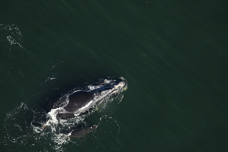 This photo taken by an aerial survey team for the Florida Fish and Wildlife Commission shows an injured right whale calf swimming alongside its mother about 8 miles off the coast of Georgia on Wednesday, Jan. 8, 2020. Conservationists say the newborn right whale was suffering from deep cuts on either side of its head, dismaying conservationists who closely monitor the southeast U.S. coast during winter for births among the critically endangered species. ( Florida Fish and Wildlife Commission via AP)