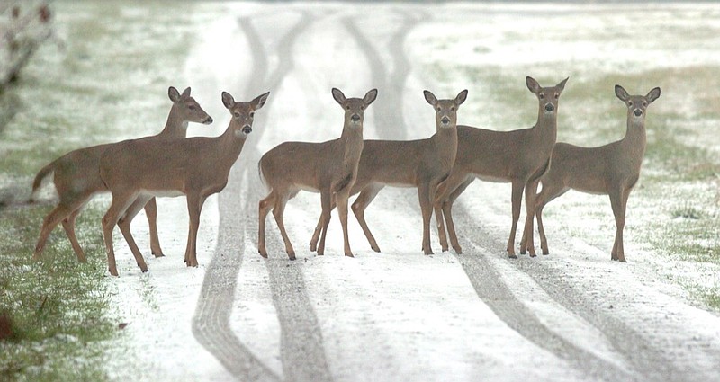 FILE - In this Feb. 1, 2007 file photo, one day after hunting season closed, whitetail deer cross a snow covered driveway in Monrovia, Ala.. Alabama has a new map showing when bucks are most likely to be cruising for does in different parts of the state, giving hunters a better chance of bagging them. (Patricia Miklik Doyle/The Huntsville Times via AP)


