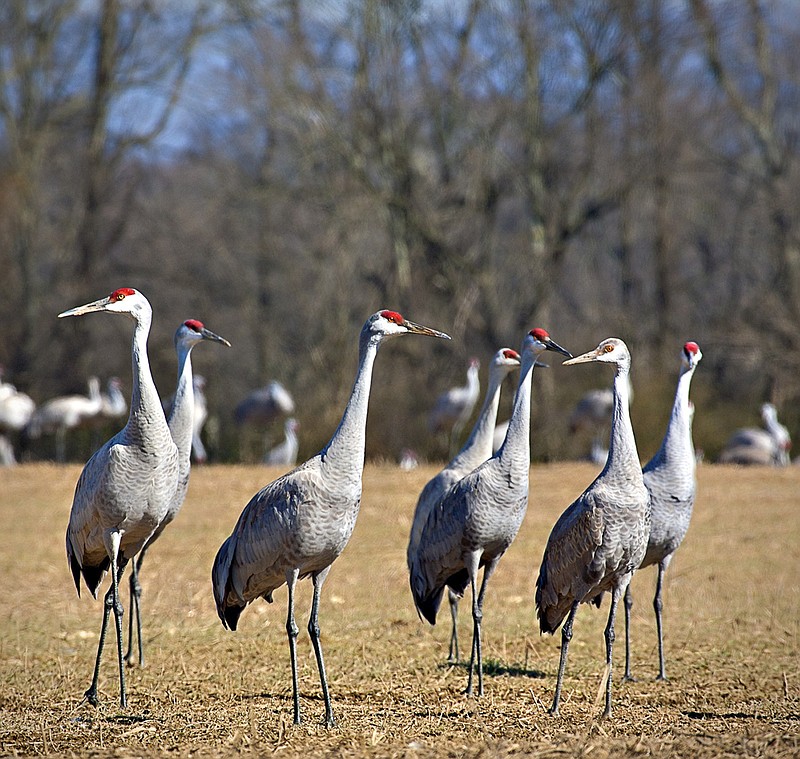 Tennessee Wildlife Resources Agency Contributed Photo / Thousands of sandhill cranes migrate through or spend the winter on the grounds of the Hiwassee Wildlife Refuge in Birchwood.