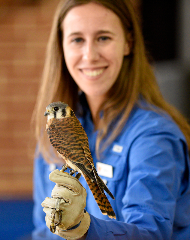 Staff Photo by Robin Rudd/ Carly Hamilton of the American Eagle Foundation shows a female American Kestrel to the crowd at the Birchwood Community Center. The 29th Annual Tennessee Sandhill Crane Festival celebrates the thousands of birds that migrate through or spend the winter on and around the Hiwassee Refuge. The festival, the final day was January 19, 2020, also provides an opportunity to focus on the rich wildlife heritage of the state and the Native American history of the area.