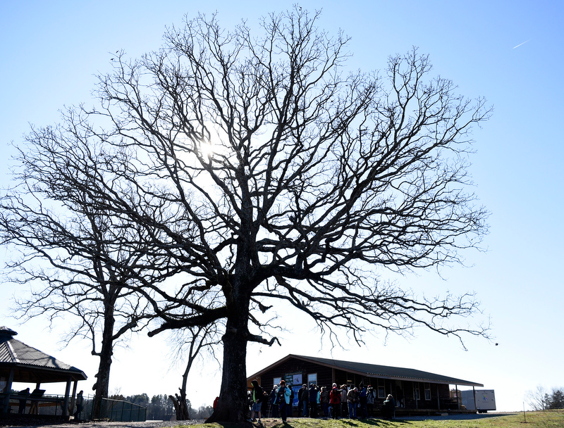 Staff Photo by Robin Rudd/ The evening sun shines from behind a ancient tree at eh Hiwassee Refuge observation area. The 29th Annual Tennessee Sandhill Crane Festival celebrates the thousands of birds that migrate through or spend the winter on and around the Hiwassee Refuge. The festival, the final day was January 19, 2020, also provides an opportunity to focus on the rich wildlife heritage of the state and the Native American history of the area.