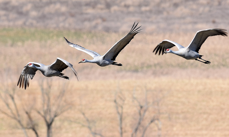 Staff Photo by Robin Rudd/ Three Sandhill Cranes fly past the observation area at the Hiwassee Refuge. The 29th Annual Tennessee Sandhill Crane Festival celebrates the thousands of birds that migrate through or spend the winter on and around the Hiwassee Refuge. The festival, the final day was January 19, 2020, also provides an opportunity to focus on the rich wildlife heritage of the state and the Native American history of the area.
