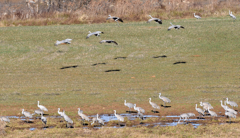 Staff Photo by Robin Rudd/ Following their shadows down a group of Sandhill Cranes joins other birds at the Hiwassee Refuge. The 29th Annual Tennessee Sandhill Crane Festival celebrates the thousands of birds that migrate through or spend the winter on and around the Hiwassee Refuge. The festival, the final day was January 19, 2020, also provides an opportunity to focus on the rich wildlife heritage of the state and the Native American history of the area.