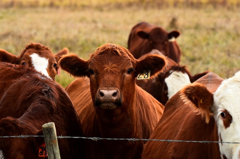 An image of young beef cattle standing near a barbed wire fence. cattle tile cow tile calf tile farm farmland tile graze animal animals tile / Getty Images
