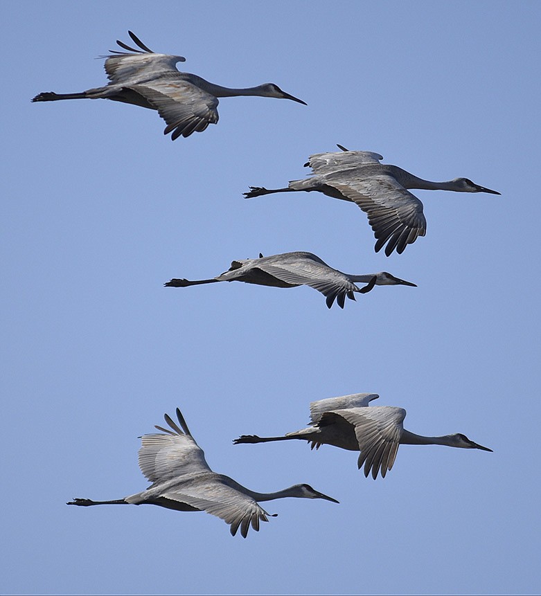 Sandhill cranes fly near the Hiwassee Refuge during the Tennessee Sandhill Crane Festival on Sunday, Jan. 17, 2016, in Birchwood, Tenn. / Staff file photo