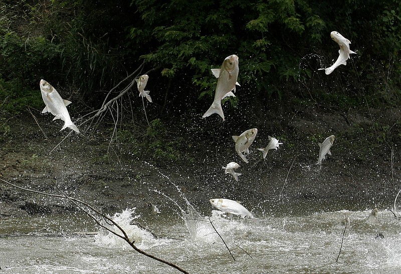 In this undated file photo, Asian silver carp, famous for jumping out of the water when startled, are shown on the Illinois River near its confluence with the Spoon River near Havana, Ill. Big River Fish Corporation, located along the Illinois River in southeastern Pike County about 70 miles southwest of Springfield, has secured a $2 million federal grant to expand its operation after signing a contract to send 30 million pounds of Asian carp to China - ironically, the very place the invasive fish came from. (AP Photo/The State Journal-Register, Chris Young)