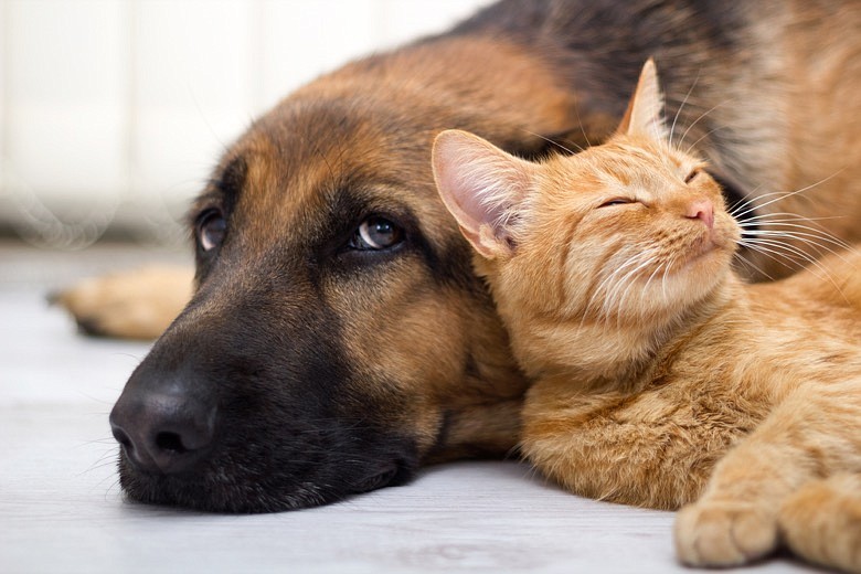 Close up, cat and dog together lying on the floor. / Getty Images/iStockphoto/pyotr021