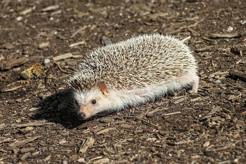 Will Luna the hedgehog see her shadow on Feb. 2? Folklore holds that hedgehogs were the original animal forecasters before groundhogs. / Chattnooga Zoo Contributed Photo