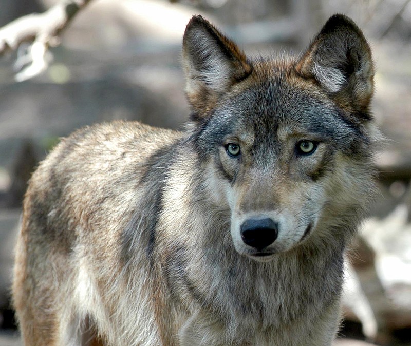 Gray wolves, like this one seen at the Wildlife Science Center in Forest Lake, Minn., have made a comeback in the western United States after being reintroduced there in the mid-1990s. Whether that is a good thing depends on who is answering the question, writes outdoors columnist Larry Case. / AP file photo by Dawn Villella