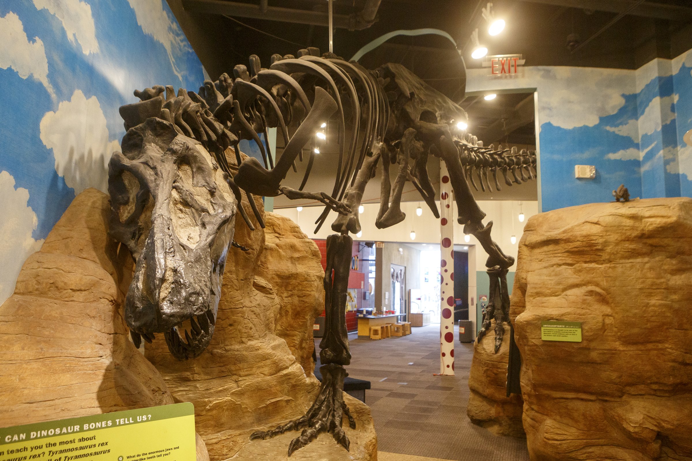 Staff photo by C.B. Schmelter / A Tyrannosaurus rex skeleton is seen at the Creative Discovery Museum on Wednesday, Jan. 29, 2020 in Chattanooga, Tenn.