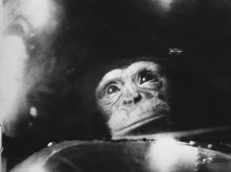 This is How Ham, the space chimp, appeared in his space capsule during his space flight from Cape Canaveral, Florida on Feb. 2, 1961. Film was taken by an automatic motion picture camera set up inside the capsule and trained on the chimp?s face reflected by a mirror. The camera operated at four frames per second, using daylight for exposure. (AP Photo)