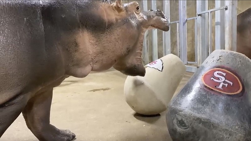 This still image taken from video provided by WLWT News 5 Cincinnati shows Fiona the hippopotamus at the Cincinnati Zoo on Thursday, Jan. 30, 2020 in Cincinnati. Zoo keepers on Thursday placed two "enrichment" toys in front of her, marked with the logos of the Kansas City Chiefs and the San Francisco 49ers. While the plan called for Fiona to nudge one of the items with her snout to indicate her pick, she instead thew up her choice for Sunday's Super Bowl on the Chiefs' item, WLWT-TV reports. (WLWT News 5 Cincinnati via AP)


