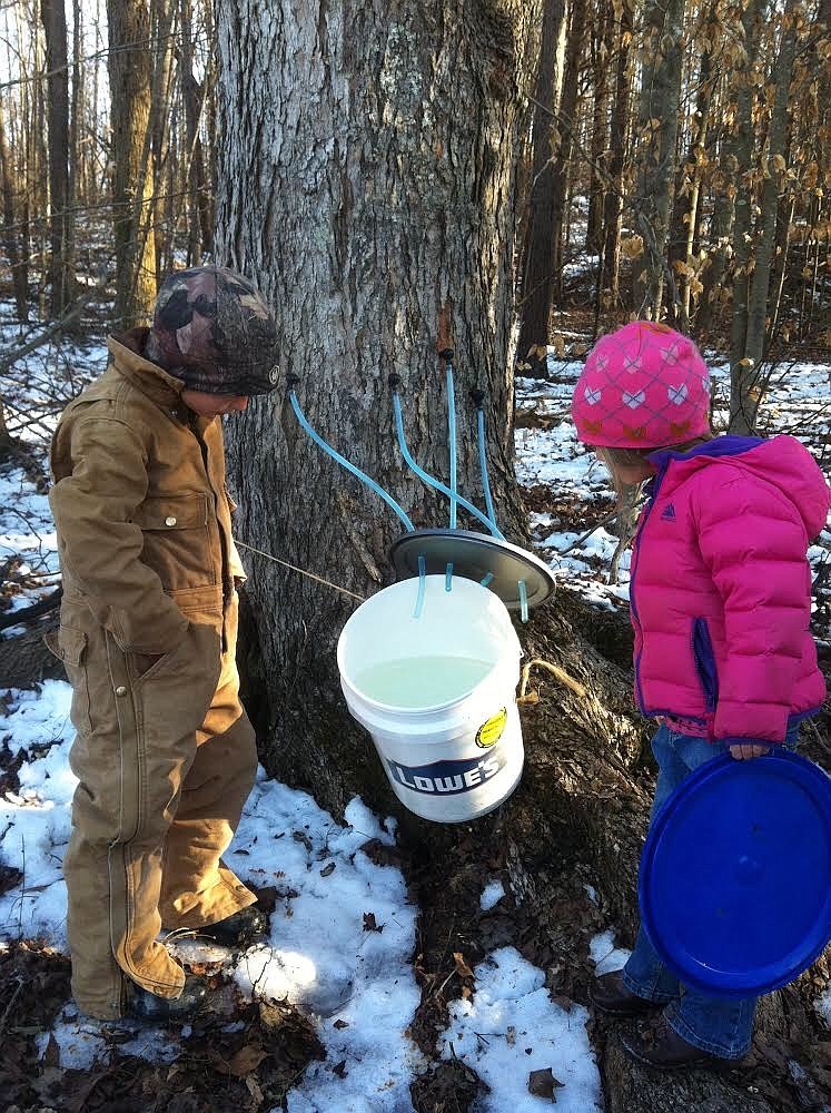 Contributed photo by Mike Hills / Kids watch as sap flows into a bucket from a maple tree at Hidden Hills Farm during a previous year's farm play day focused on maple syrup.