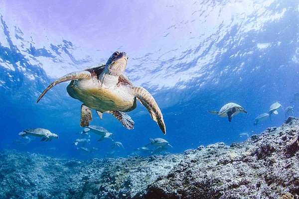 Film follows a green sea turtle hatchling's epic journey through the ...