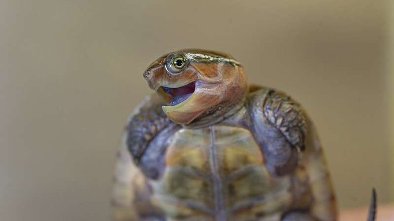 A juvenile Bigheaded Turtle appears to smile for the camera at the Tennessee Aquarium. This species is one of many hatchlings that will be on display in a "turtle nursery" in the Aquarium's Turtles of the World gallery. / Photo by Casey Phillips/Tennessee Aquarium