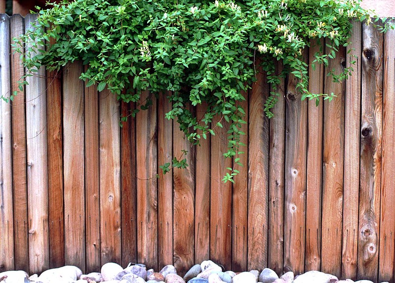 A wooden privacy fence is topped with Japanese honeysuckle, which is considered an invasive species./ Photo by Jerilee Bennett 