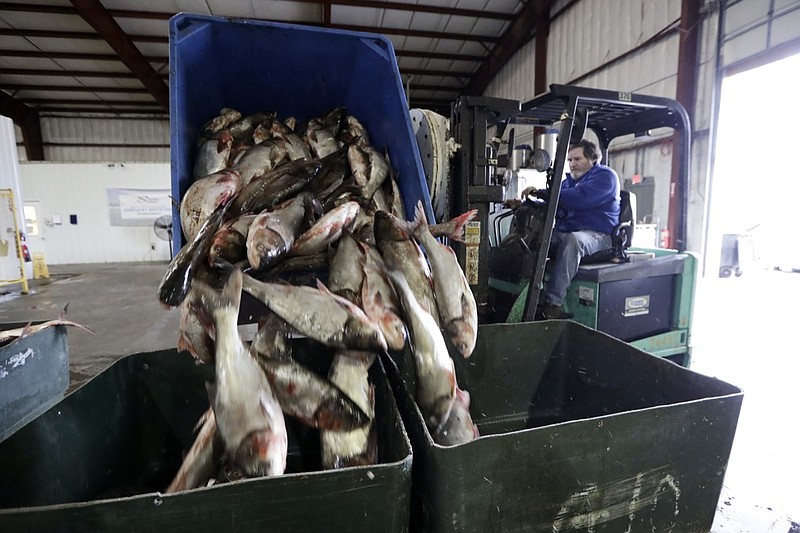 In this Feb. 11, 2020, photo, Asian carp are unloaded at Two Rivers Fisheries in Wickliffe, Ky. Asian carp were imported to the U.S. in the 1960s and 1970s as an eco-friendly alternative to poisons for ridding southern fish farms and sewage lagoons of algae, weeds and parasites. The advance of the invasive carp, however, threatens to upend aquatic ecosystems, starve out native fish and wipe out endangered mussel and snail populations along the Mississippi River and dozens of tributaries. (AP Photo/Mark Humphrey)
