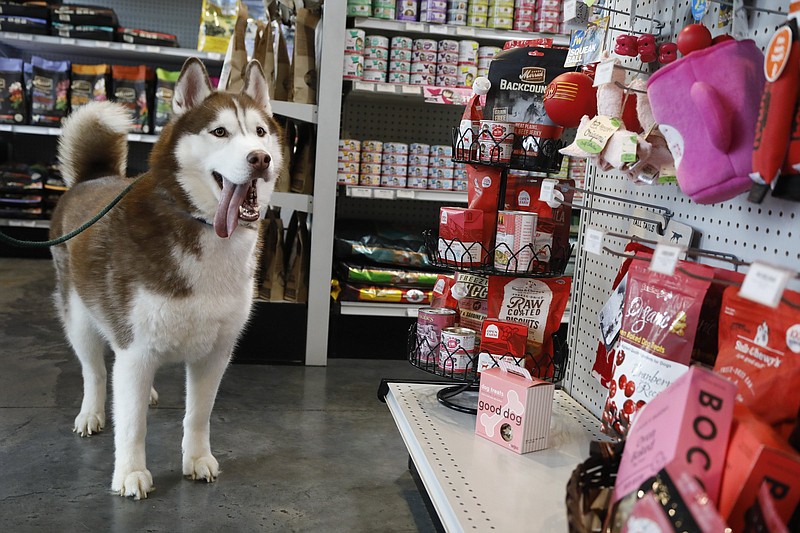 Staff photo by Troy Stolt / Noelle Harmon's husky Apollo looks at the Valentine's Day gift display at NoogaPaws on Tuesday, Feb. 11, 2020, in Chattanooga.