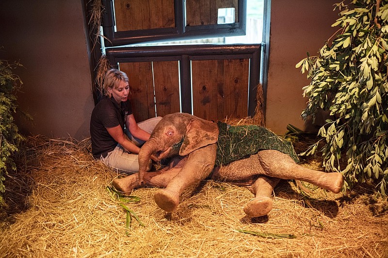 In this photograph taken Tuesday Feb. 11, 2020, Adine Roode, founder of the Hoedspruit Elephant Rehabilitation and Development center (HERD), plays with Khanysia, a five-month-old albinos elephant in Hoedspruit, South Africa. Khanysia was severely wounded by a manmade snare . (AP Photo/Jerome Delay)