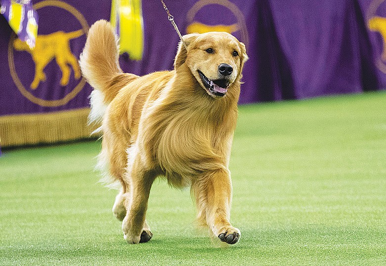 Daniel, a Golden Retriever, competes for Best in Show at the Westminster Kennel Club dog show in New York on Feb. 11, 2020. (Calla Kessler/The New York Times)