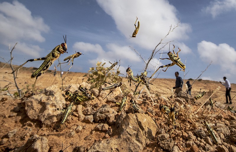 In this photo taken Wednesday, Feb. 5, 2020, young desert locusts that have not yet grown wings jump in the air as they are approached, as a visiting delegation from the Food and Agriculture Organization (FAO) observes them, in the desert near Garowe, in the semi-autonomous Puntland region of Somalia. The desert locusts in this arid patch of northern Somalia look less ominous than the billion-member swarms infesting East Africa, but the hopping young locusts are the next wave in the outbreak that threatens more than 10 million people across the region with a severe hunger crisis. (AP Photo/Ben Curtis)