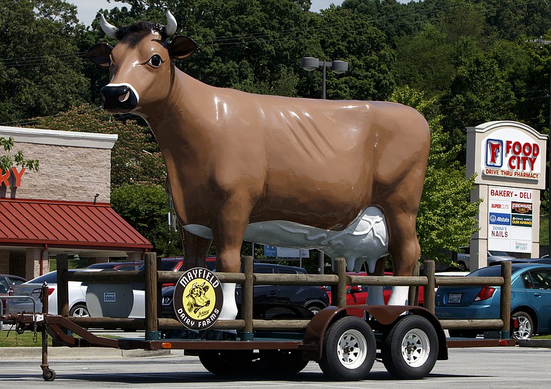 Staff photo by C.B. Schmelter / Maggie the Mayfield Dairy Farms cow is seen in the parking lot of a Food City on Friday, June 22, 2018 in Red Bank, Tenn.
