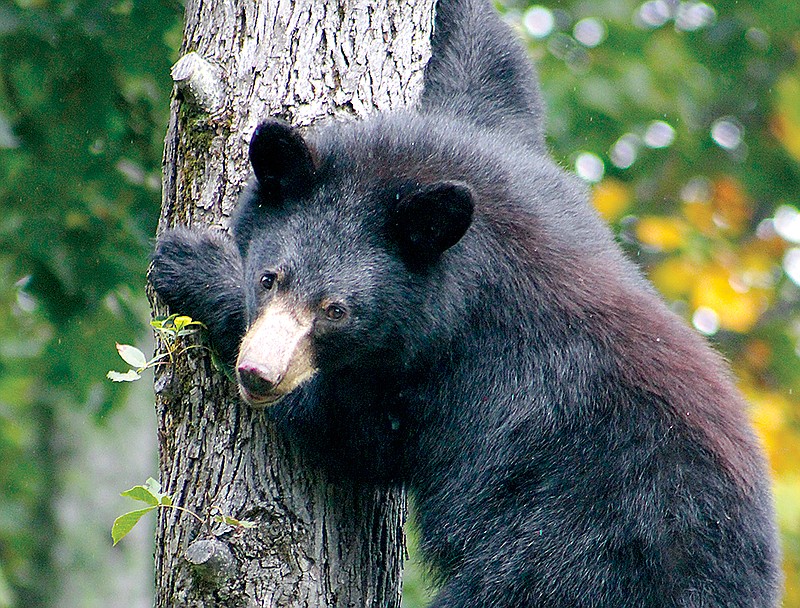 Photo via Getty Images / A juvenile black bear peers down from a tree after he was caught foraging.