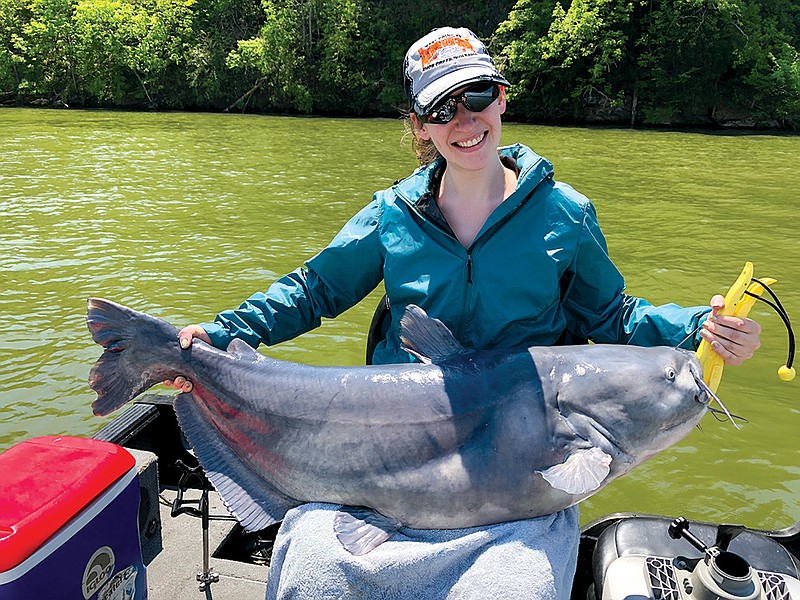 Contributed photo by Nick Carter / Blue catfish are the donimant species of catfish on the Tennessee River.