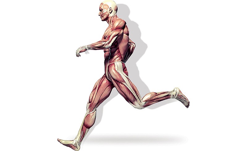 Photo via Getty Images / A male muscular system is shown running. This 3D-rendered illustration demonstrates how a vareity of muscles are used to power the body during a run.