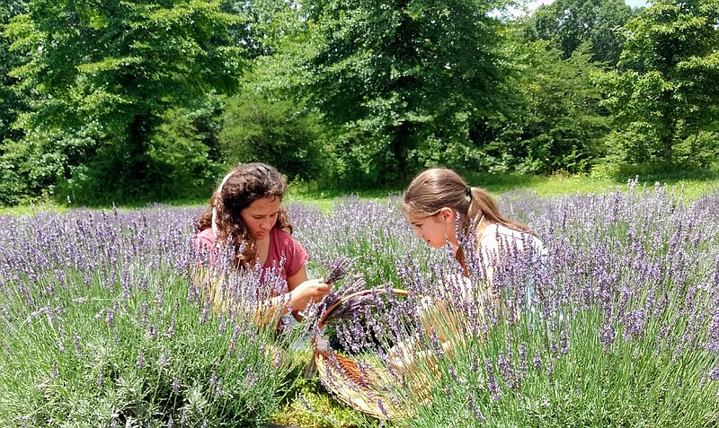 Contributed photo by Alice Marrin of Lookout Lavender / Lookout Lavender offers u-pick days for a few weeks in mid-June.
