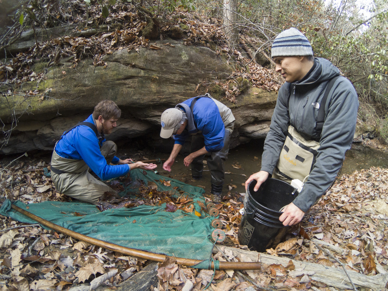 Staff Photo by Dan Henry / The Chattanooga Times Free Press- 11/22/16. Warren Stiles, left, Bernie Kuhajda, Matt Hamilton and other Wildlife and Tennessee Aquarium representatives drag whats left of the Lick Branch of Moccasin Creek on November 18, 2016 to record, capture and rescue the Laurel Dace minnow which have been affected by the drought. The Laurel Dace is a rare minnow found along Walden's Ridge in the Bledsoe and Rhea County streams.