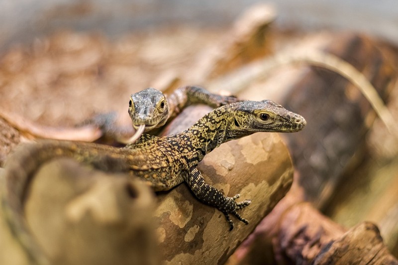 Komodo dragon hatchlings that were born on August 4, 2019 to mother Charlie are seen at the Chattanooga Zoo. Three brothers - Onyx, Jasper, and Flint - were determined through DNA testing to have been produced by parthenogenesis, a type of reproduction where the female produces offspring without male fertilization. / Photo provided by the Chattanooga Zoo