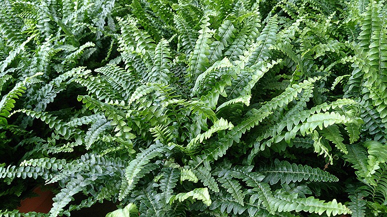 The Boston fern thrives in low light and high humidity, making it perfect for a bathroom. / Photo by MokkieMokkie / CC BY-SA (https://creativecommons.org/licenses/by-sa/3.0)