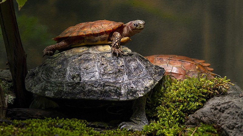 There are 31 turtle species in the Tennessee Aquarium's new Turtles of the World gallery. Many more can be found on the Turtle Trail throughout the Aquarium's two buildings. / Tennessee Aquarium Contributed Photo