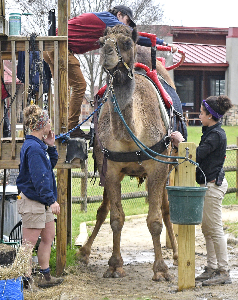 Staff Photo by Robin Rudd / Chattanooga Zoo personnel ready Bradley the camel, including using disinfectant wipes on the saddle handrails, before he gives rides to visitors.  The Chattanooga Zoo was one of the few attractions open, following the coronavirus warnings, on March 14, 2020.