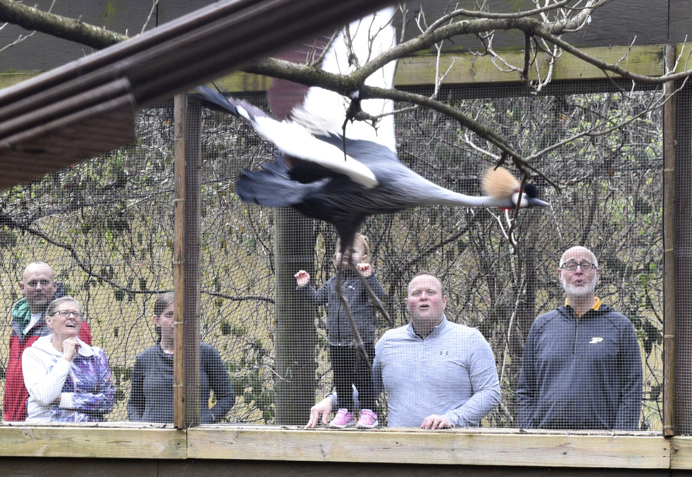 Staff Photo by Robin Rudd / Chattanooga Zoo visitors respond as a African Crowned Crane flies through it's enclosure.  The Chattanooga Zoo was one of the few attractions open, following the coronavirus warnings, on March 14, 2020.